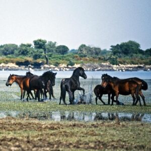 Giaras Pferde auf Sardinien