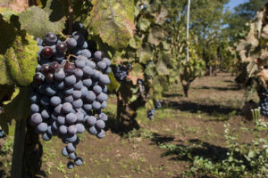 Cagliari wine tour